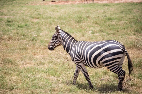 Zepra Természetben Afrika Kenya Tanzánia Síkság Zebra Egy Táj Lövés — Stock Fotó