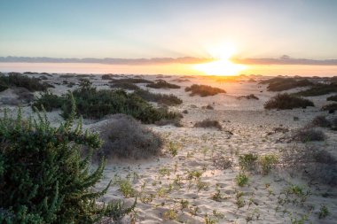 Kumsalda güzel bir sabah. Denizde uzun süre kalmışlar. Sis ve sisin içinde sütlü gün doğumu. Corralejo, Kanarya Adaları, İspanya