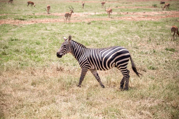 Zepra Der Natur Afrika Kenia Tansania Das Flachzebra Einer Landschaft — Stockfoto
