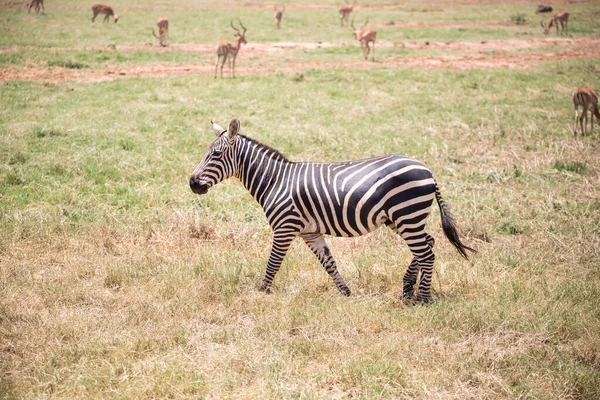 Zepra Natureza África Quênia Tanzânia Planícies Zebra Uma Paisagem Tiro — Fotografia de Stock