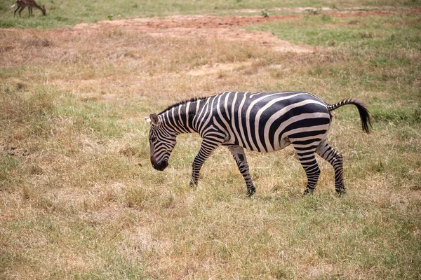 Zepra Természetben Afrika Kenya Tanzánia Síkság Zebra Egy Táj Lövés — Stock Fotó