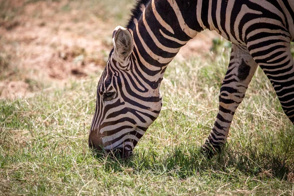 Zepra Στη Φύση Αφρική Κένυα Τανζανία Πεδιάδες Ζέβρα Ένα Τοπίο — Φωτογραφία Αρχείου
