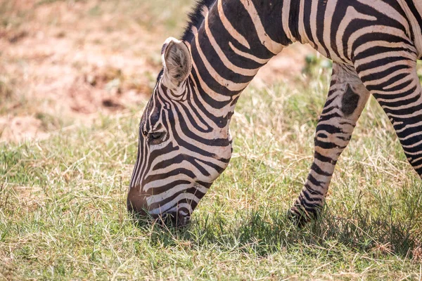 Zepra Doğada Afrika Kenya Tanzanya Ovaların Zebrası Bir Safaride Ulusal — Stok fotoğraf