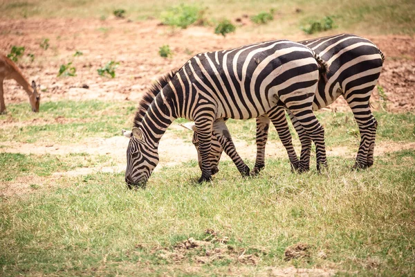 Zepra Natuur Afrika Kenia Tanzania Vlakten Zebra Een Landschap Geschoten — Stockfoto