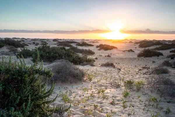 Kumsalda güzel bir sabah. Denizde uzun süre kalmışlar. Sis ve sisin içinde sütlü gün doğumu. Corralejo, Kanarya Adaları, İspanya