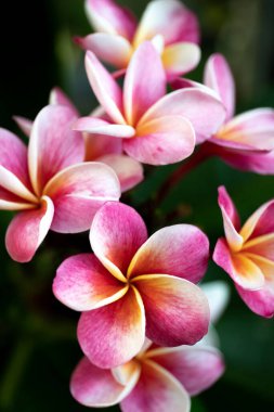 Frangipani, tapınak ağacı, plumeria çiçeği.