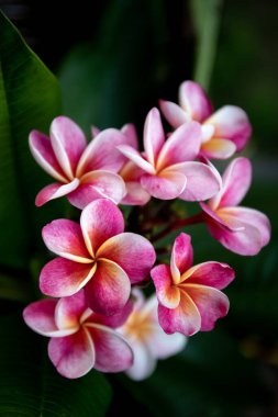 Frangipani, tapınak ağacı, plumeria çiçeği.