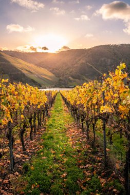 Moselle, Almanya 'da güzel bir nehir. Üzüm bağları, manzarası ve ışıkları vardır. Altın bir sonbahar