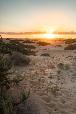 Kumsalda güzel bir sabah. Denizde uzun süre kalmışlar. Sis ve sisin içinde sütlü gün doğumu. Corralejo, Kanarya Adaları, İspanya