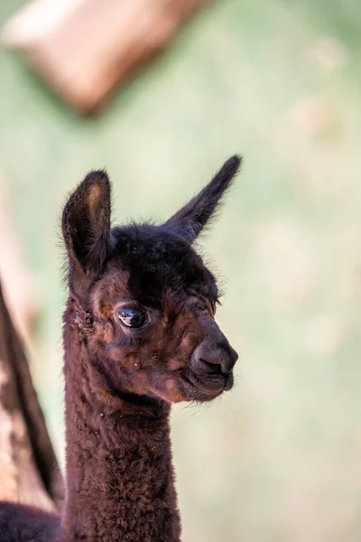 牧草地でアルパカの赤ちゃんかわいい動物のクローズアップや肖像画 ハンガリーのサンシャイン バラト湖 — ストック写真