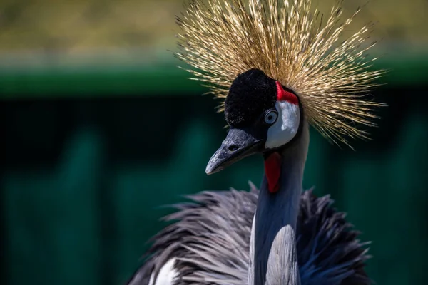 Crowned Crane Closeup Waterfowl Head — Stock Photo, Image