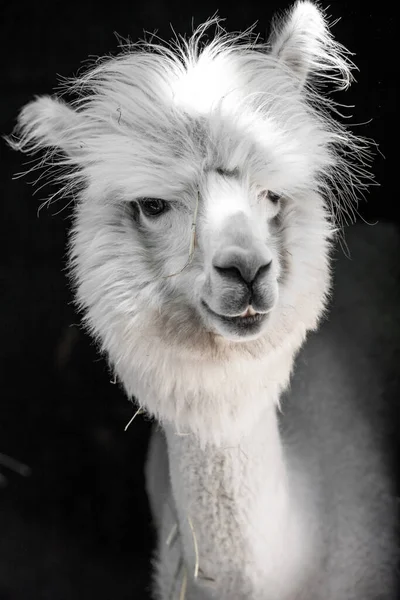 Grappig Wit Alpaca Portret Zijn Stal Hongarije Aan Het Balatonmeer — Stockfoto