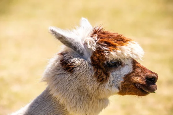 Alpaka Dziecko Pastwisku Zbliżenie Lub Portret Uroczego Zwierzęcia Słońce Węgrzech — Zdjęcie stockowe