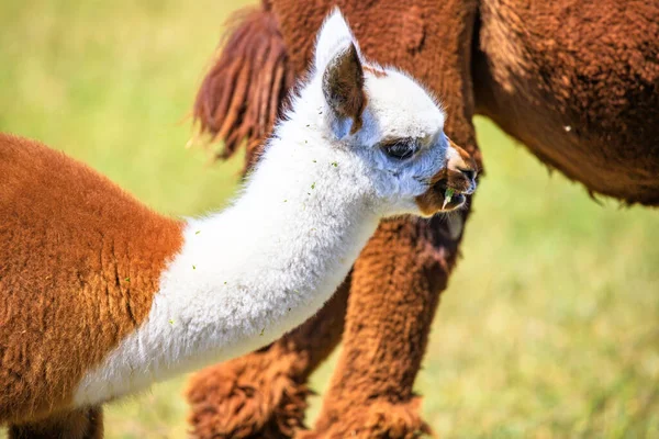 牧草地でアルパカの赤ちゃんかわいい動物のクローズアップや肖像画 バラトン湖のハンガリーのサンシャイン — ストック写真