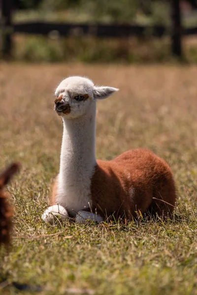 Bébé Alpaga Sur Pâturage Gros Plan Portrait Animal Mignon Soleil — Photo