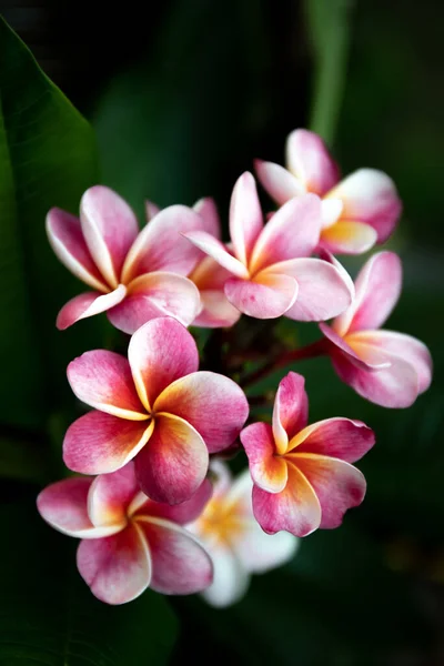 Frangipani Drzewo Świątynne Kwiat Śliwki — Zdjęcie stockowe