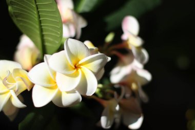 Frangipani, tapınak ağacı, plumeria çiçeği.