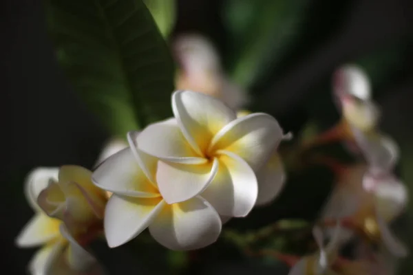 フランジパニ寺院樹プルメリアの花 — ストック写真