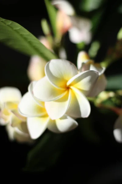 Frangipani Temppelipuu Plumeria Kukka — kuvapankkivalokuva