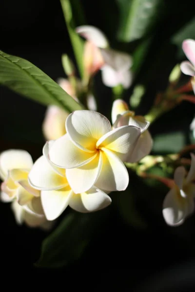 Frangipani Templomfa Plumeria Virág — Stock Fotó