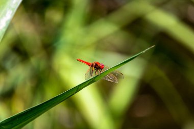 Doğal ortamlarında böcekler