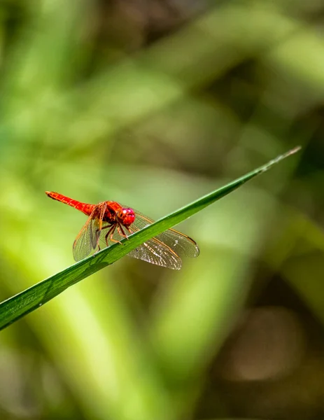 Doğal Ortamlarında Böcekler — Stok fotoğraf