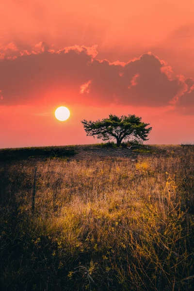 Lonely tree in a landscape. which resembles the African steppe. A big red sun rises on the horizon just behind the tree. Romantic morning