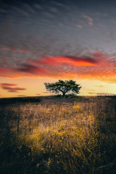 Одинокое Дерево Пейзаже Которая Напоминает Африканскую Степь Большое Красное Солнце — стоковое фото