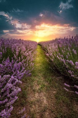 Ungheria al Lago Balaton a koroshegy, campi di lavanda al Lago Balaton, una pianta viola da sogno