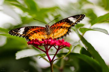 Bir Heliconius kelebeği nektar içiyor ve tozlanan kırmızı çiçekler Westford, Massachusetts