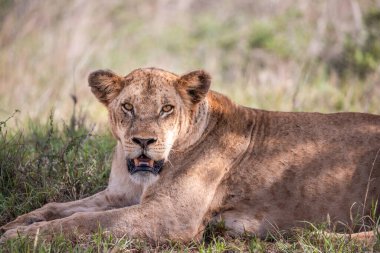 Yavrularıyla birlikte bir aslan ailesi, Kenya, Afrika 'da ulusal parkların savanlarında safari yaparken çekilmiş. Sabah maçından fotoğraflar.