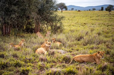 Afrika bozkırında safari yapan şirin aslan yavruları oyun ve dinleniyor. Büyük kedi bozkırda. Kenya 'nın vahşi hayvan dünyası. Küçük bebek ve çocukların vahşi yaşam fotoğrafları.