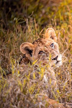 Afrika bozkırında safari yapan şirin aslan yavruları oyun ve dinleniyor. Büyük kedi bozkırda. Kenya 'nın vahşi hayvan dünyası. Küçük bebek ve çocukların vahşi yaşam fotoğrafları.