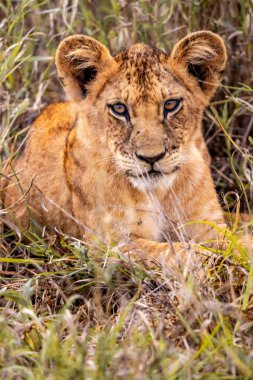 Afrika bozkırında safari yapan şirin aslan yavruları oyun ve dinleniyor. Büyük kedi bozkırda. Kenya 'nın vahşi hayvan dünyası. Küçük bebek ve çocukların vahşi yaşam fotoğrafları.