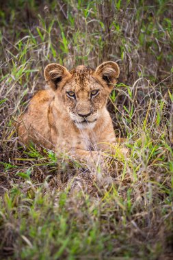 Afrika bozkırında safari yapan şirin aslan yavruları oyun ve dinleniyor. Büyük kedi bozkırda. Kenya 'nın vahşi hayvan dünyası. Küçük bebek ve çocukların vahşi yaşam fotoğrafları.