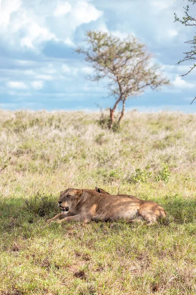 stock image A family of lions with their cubs, Photographed in Kenya, Africa on a safari through the savannah of the national parks. Pictures from a morning game drive