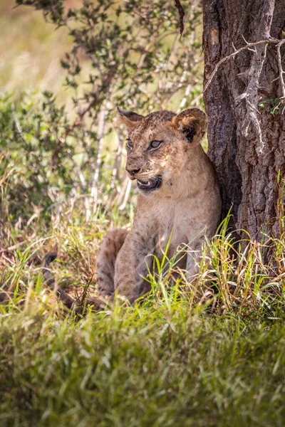 Сім Левів Своїми Малятами Сфотографована Кенії Африка Сафарі Через Савану — стокове фото