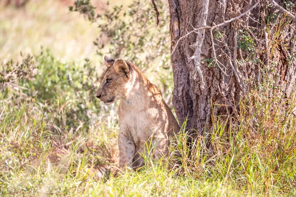 国立公園のサバンナを通ってサファリでアフリカのケニアで撮影された彼らの子供たちとライオンの家族 朝のゲームドライブからの写真 — ストック写真