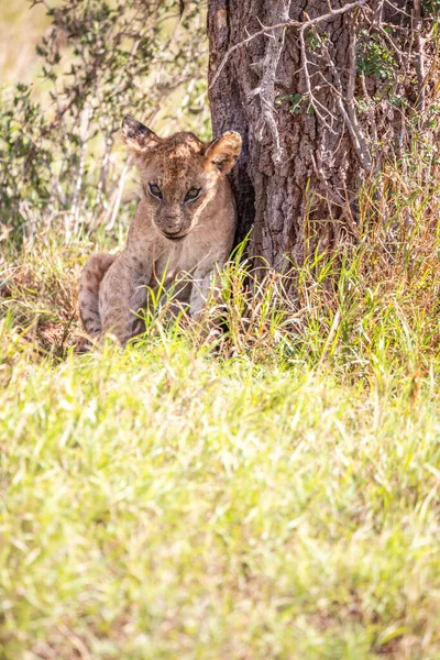 새끼들 아프리카 케냐에서 공원의 사바나를 사파리를 사진을 찍었습니다 드라이브 — 스톡 사진
