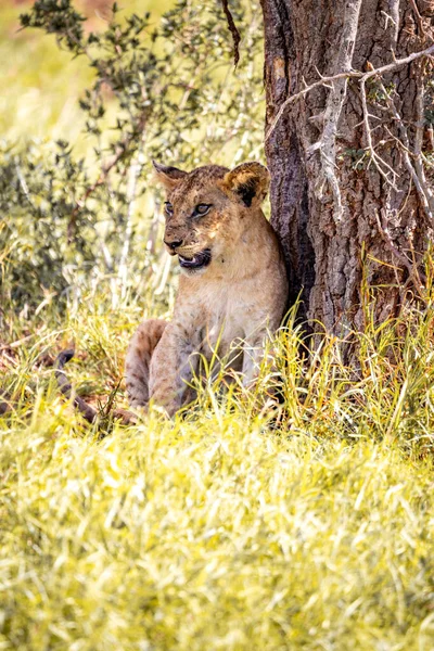 Μια Οικογένεια Λιονταριών Μικρά Τους Που Φωτογραφήθηκαν Στην Κένυα Στην — Φωτογραφία Αρχείου