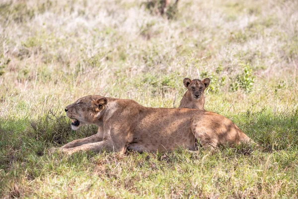 国立公園のサバンナを通ってサファリでアフリカのケニアで撮影された彼らの子供たちとライオンの家族 朝のゲームドライブからの写真 — ストック写真