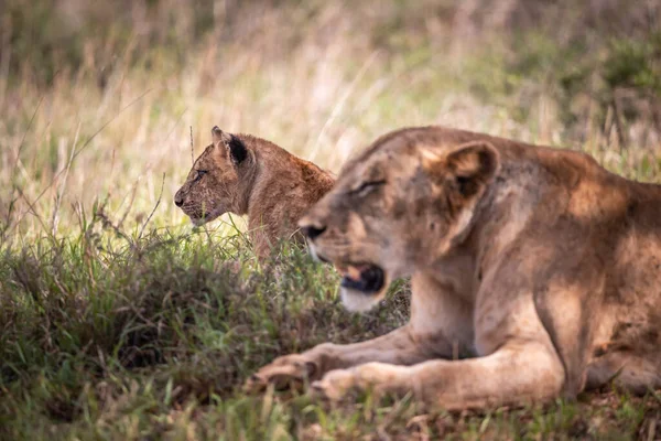 Filhotes Leão Bonitos Safari Estepe África Brincando Descansando Gato Grande — Fotografia de Stock