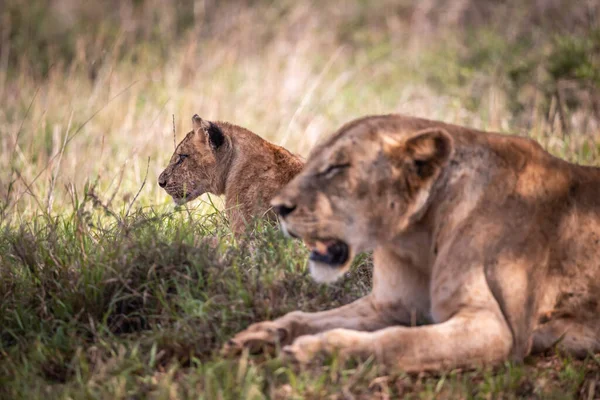 Cute Little Lion Cubs Safari Steppe Africa Playing Resting Big — Stock Photo, Image