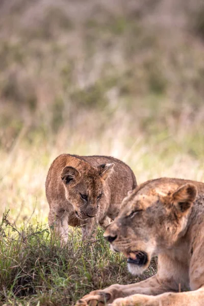 Cute little lion cubs on safari in the steppe of Africa playing and resting. Big cat in the savanna. Kenya\'s wild animal world. Wildlife photography of small babies and children
