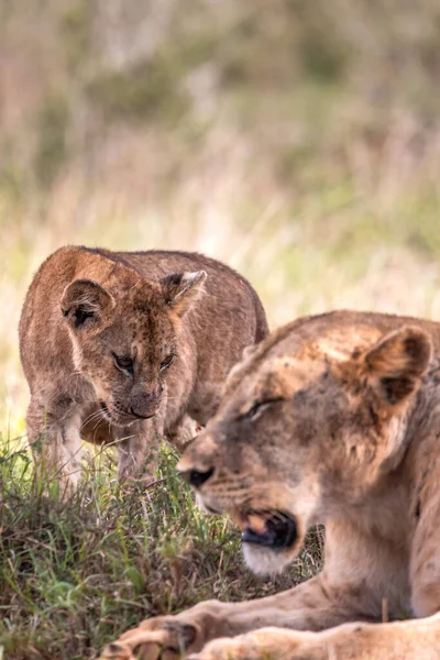 Cute Little Lion Cubs Safari Steppe Africa Playing Resting Big — Stock Photo, Image