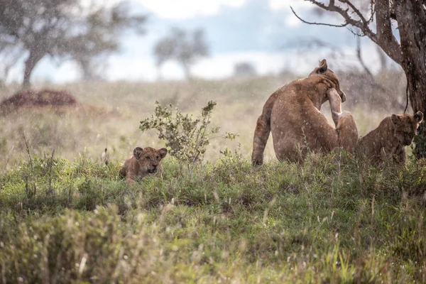 Cute little lion cubs on safari in the steppe of Africa playing and resting. Big cat in the savanna. Kenya\'s wild animal world. Wildlife photography of small babies and children