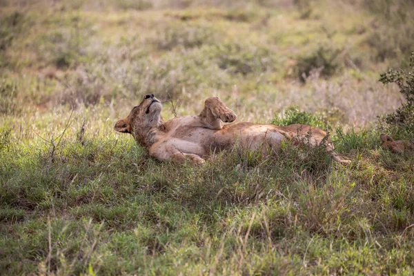 Eine Löwenfamilie Mit Ihren Jungen Fotografiert Kenia Afrika Auf Einer — Stockfoto