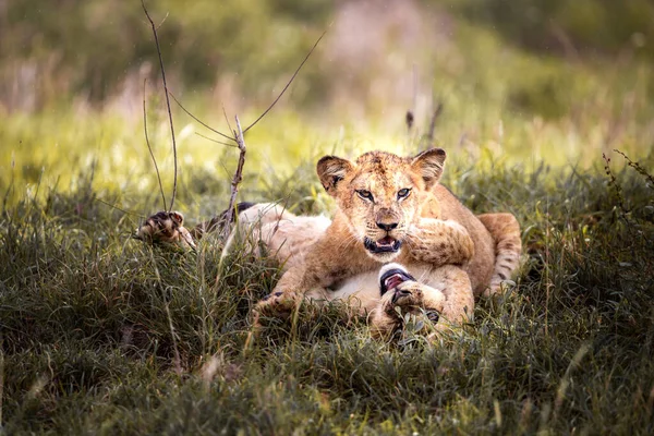 Lindos Cachorros León Safari Estepa África Jugando Descansando Gran Gato — Foto de Stock