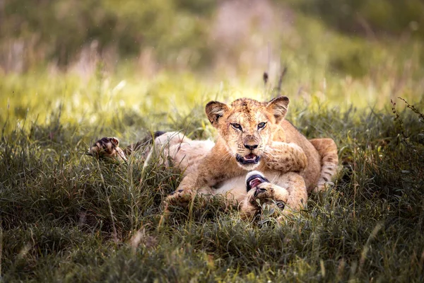 Niedliche Kleine Löwenjungen Auf Safari Der Steppe Afrikas Beim Spielen — Stockfoto