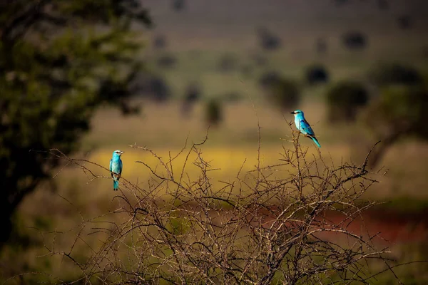 Gyönyörű Táj Afrikában Savanna Szafarira Szállt Gyönyörű Kilátás Nyílik Kenyára — Stock Fotó